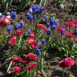 Blüten in Rot und Blau...... Werner Schuffenhauer